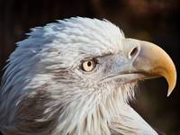 Animal Bird Bald Eagle P1040008-SharpenAI-Motion