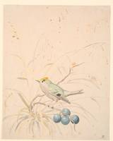 A king bird on a meadow branch. by P. C. Skovgaard