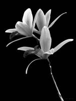 Flower - Orchid -  The Exquisite Beauty of Laelia