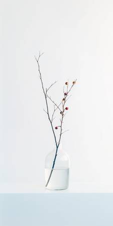 minimalist  photography  twig  in  a  vase  fd