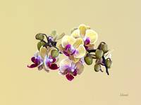 Pale Yellow and Magenta Phalaenopsis Orchids