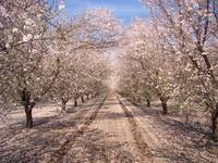 In the Almond Orchards
