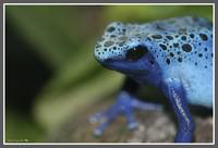Poison Dart Frog (Dendrobates Tinctorius Azureus)