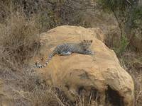 Leopard Tsavo East 4