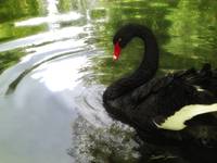 Black Swan 1 Pond Ripples