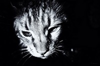 Cat Portrait Black and White