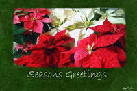 Mixed Color Poinsettias 3 - Seasons Greetings