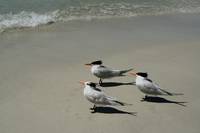 Royal Terns Enjoy The Beach