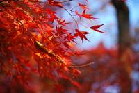 秋の高尾山 紅葉