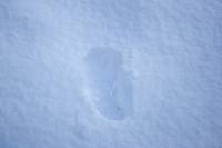 Single Foot Print in the Snow