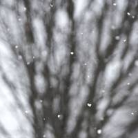 Snow Falling by Jim Crotty by Jim Crotty