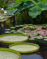 Water Platters/Lilies/Lotuses