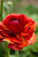 Red and Orange Ranunculus Flower