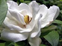Cotton White Petalscape