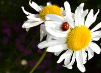 The Daisy and the Ladybug