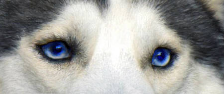 husky eyes