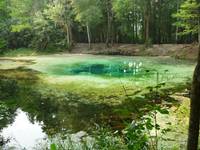 Natural Spring Wide View in Swamp