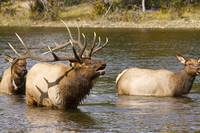 Bull Elk Bugling during fall rut in Estes Park CO