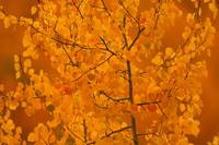 Aspen Autumn (PlTS-0092)