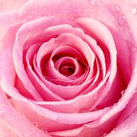 Pink Rose with Water Droplets