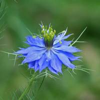 Love in a Mist Flower  Square #2