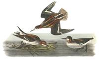Red-Necked Phalarope Bird Audubon Print