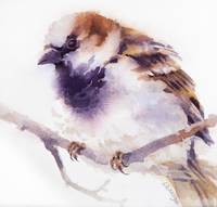 House Sparrow IV