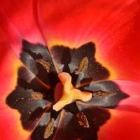 Red Tulip by Laura Mountainspring