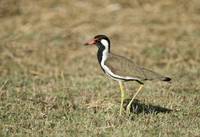 Close up of a Red Wattled lapwing Vanellus indicu