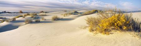 Desert plants in a desert White Sands National Mo