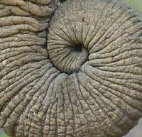 Close-up of an Elephant trunk