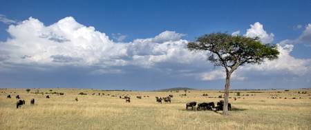 Lone tree and wildebeest on a field