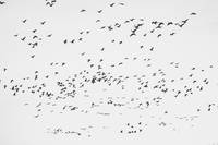 Sky filled with Geese in BW