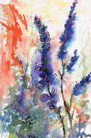 California Wild Blue Lupines Watercolor