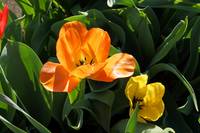 Orange Tulip Flower Prints Spring Garden