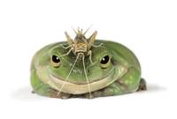 Green Frog With Grasshopper On Head