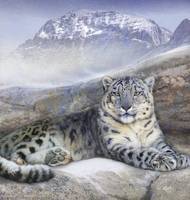 out of the wind-- snow leopard
