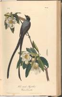 John James Audubon, (1785-1851), The Birds of Amer