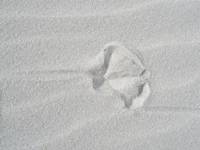 Seagull Foorprint in Sand