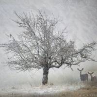 lone tree kestral and deer by r christopher vest