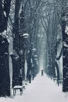 Snowy Tree Alley