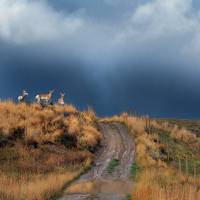 side road with pronghorn idaho  by r christopher vest