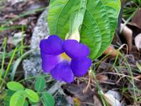 Purple Thunbergia flower