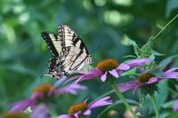 Papilio Eurymedon Pale Swallowtail Butterfly 2020