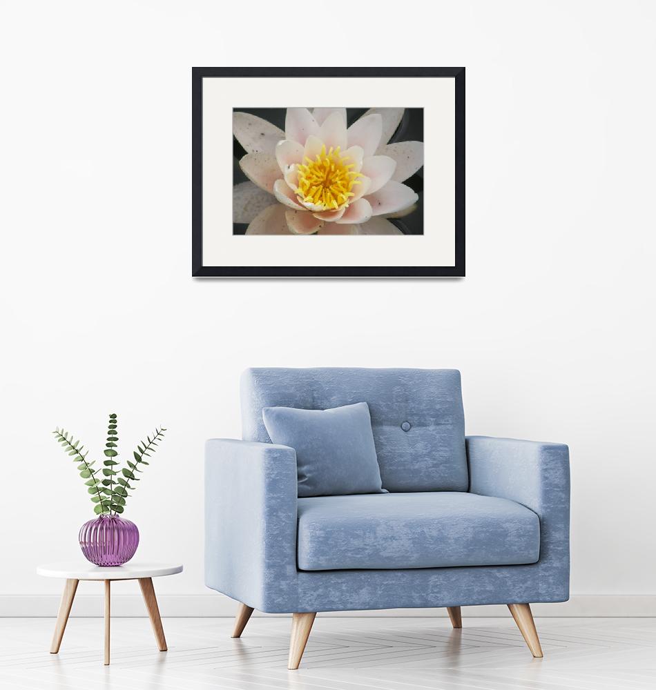 "White Waterlily"  by Neillie