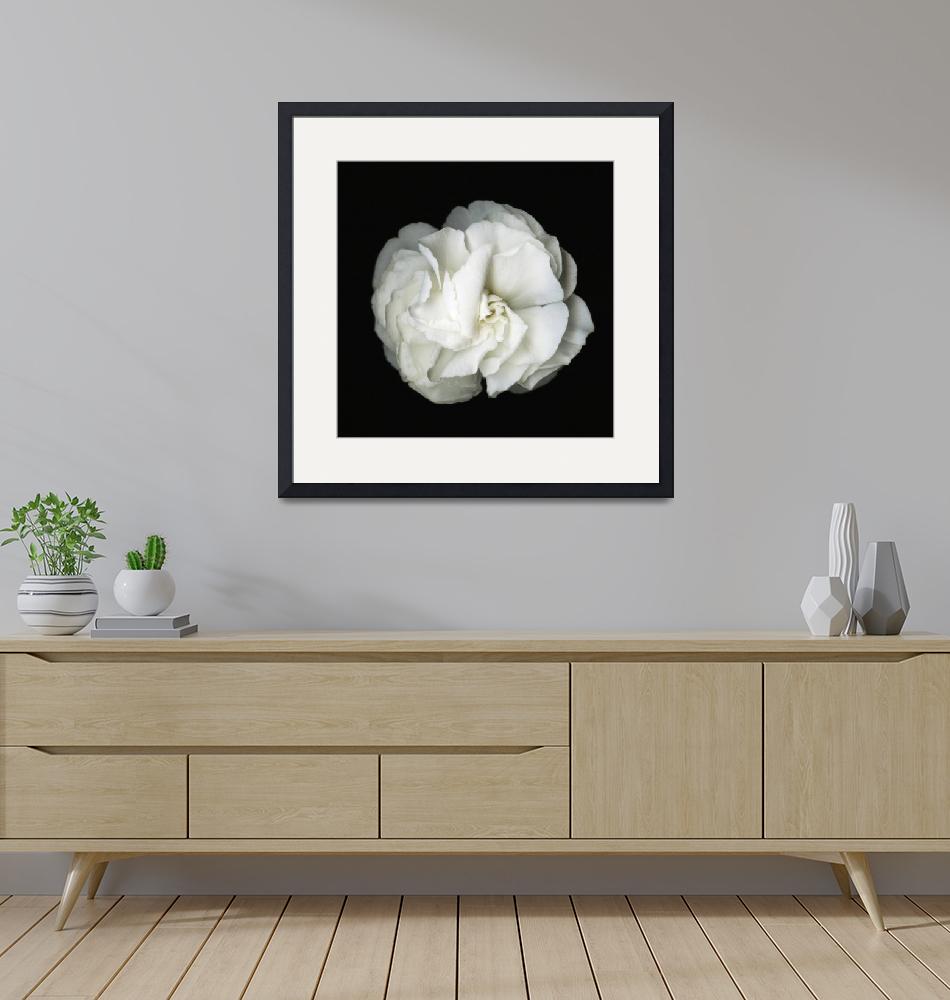 "Flower blossom- Black and white photography"  (2016) by modernhouseart