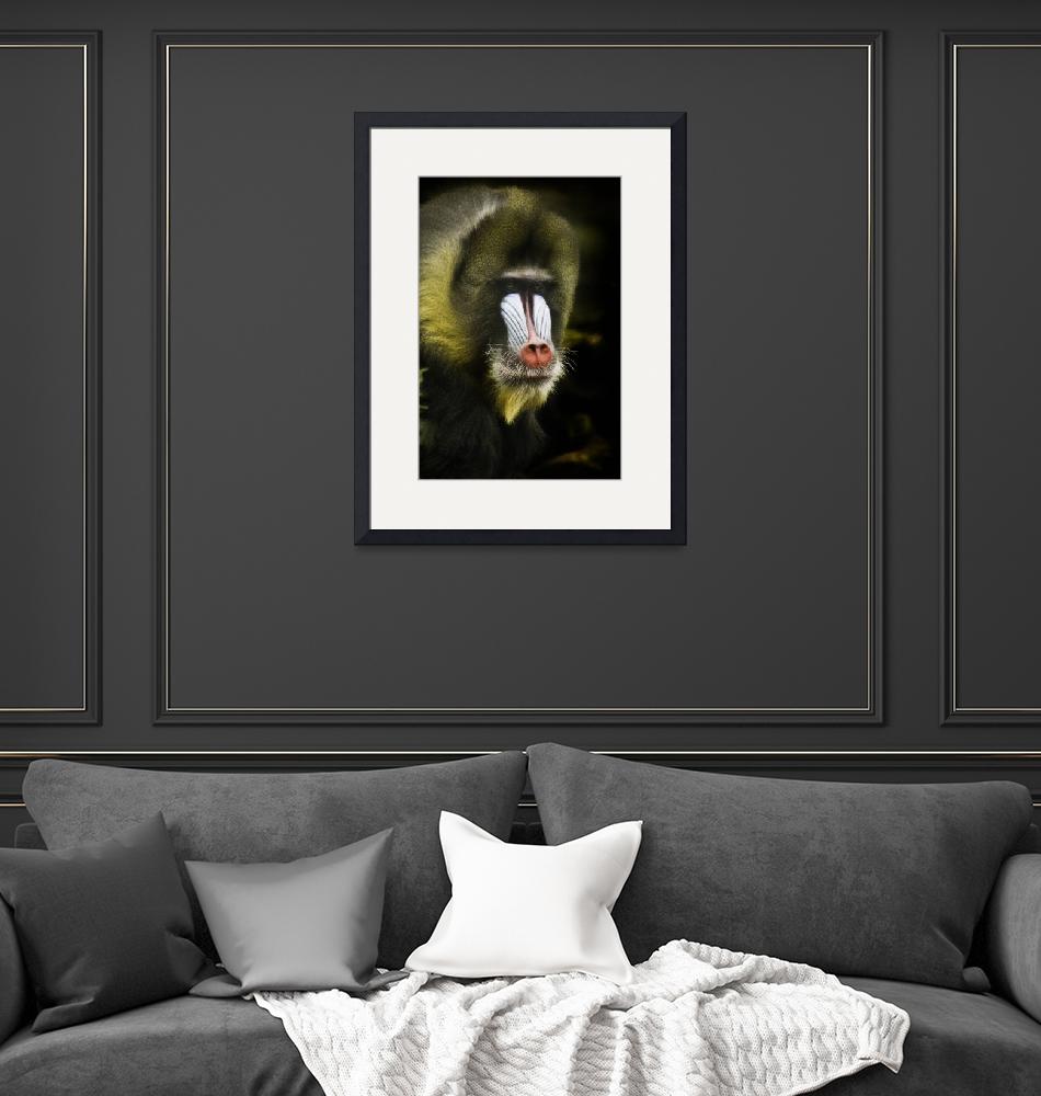 "Mandrill Monkey Portrait"  (2009) by alecrain