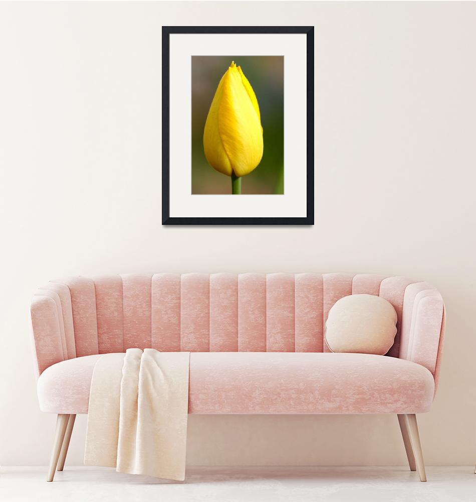 "yellow tulip"  by mclcbooks