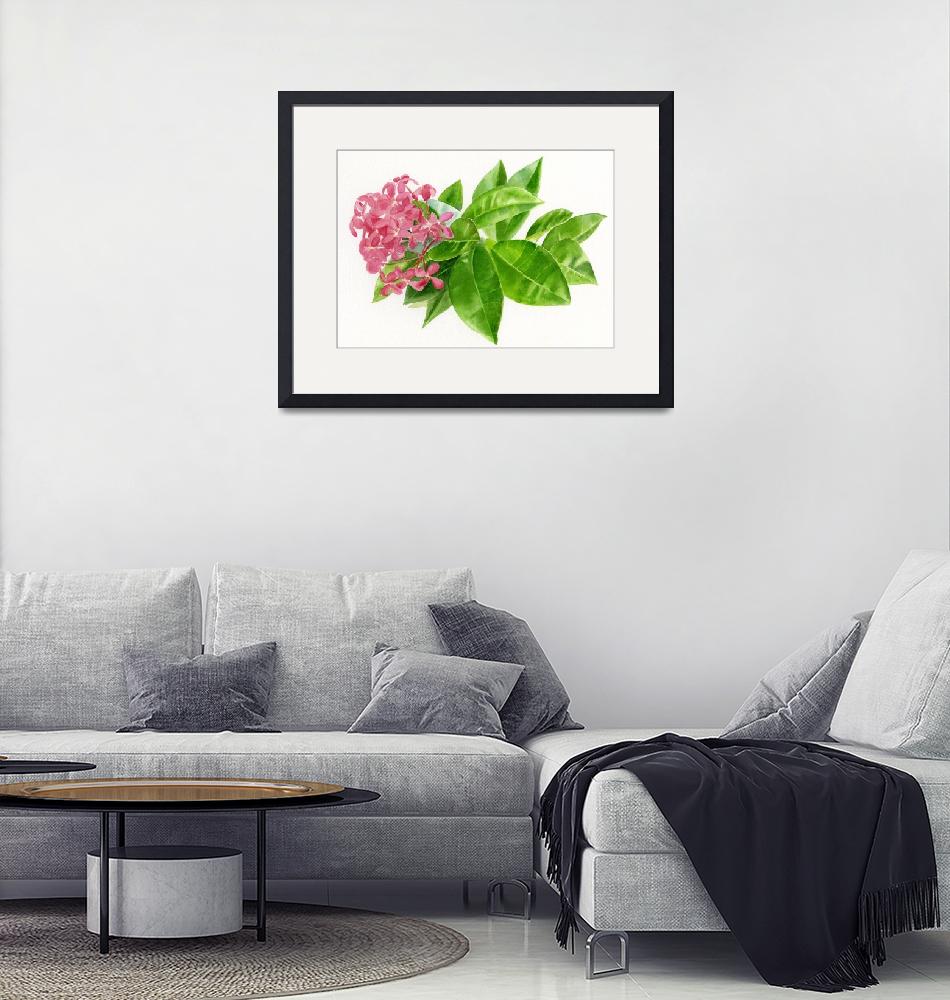 "Ixora, Pink Tropical Flower"  (2012) by Pacific-NW-Watercolors